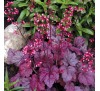 Гейхера Грейп Сода (Grape Soda)P9